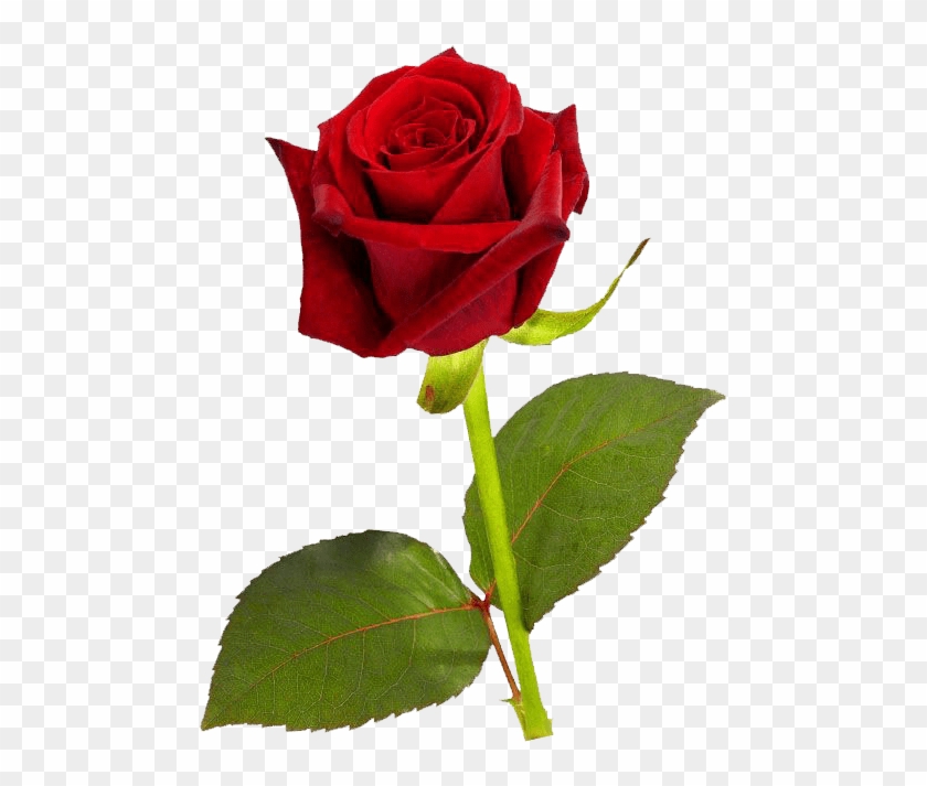 Single Red Rose Hd #1053788