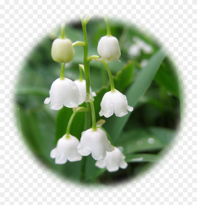 Lily Of The Valley Flower Drawing At Getdrawings - Lily Of The Valley Bouquet Png #1053813