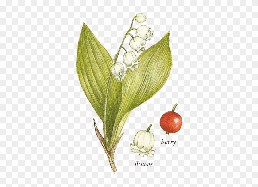 Lily Of The Valley - There Poison Berries Lily Of The Valley #1053817