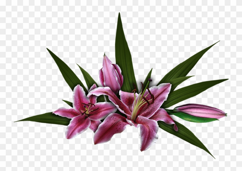 Cut Flowers Rose الرحمن Plant God - Lily #1053818