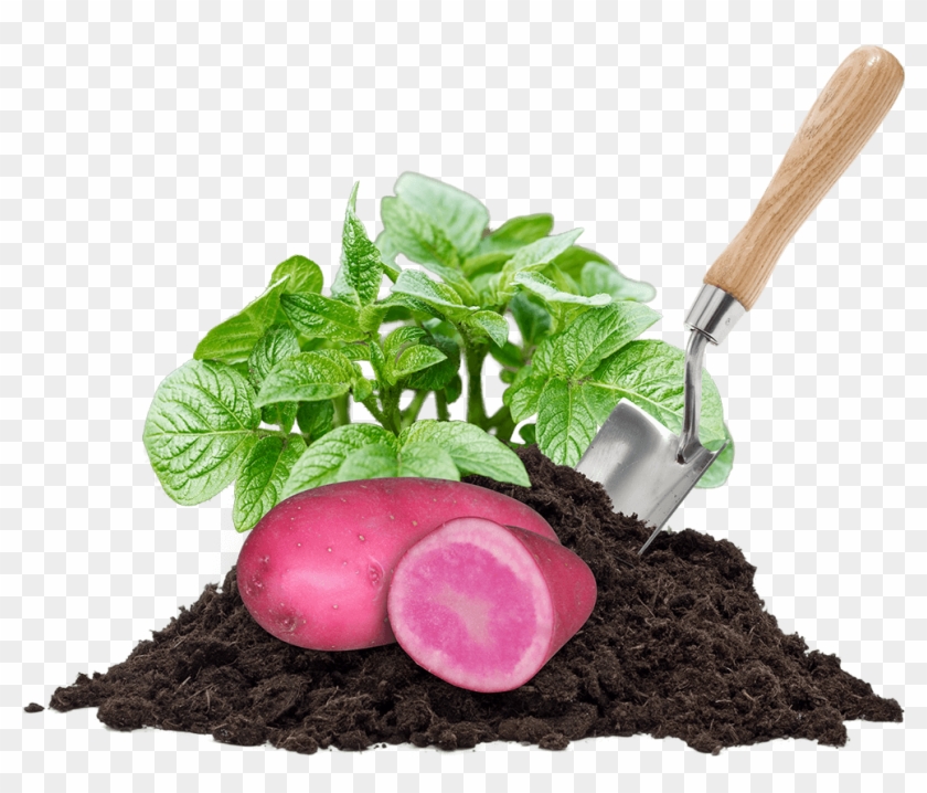 Seeds Clipart Soil Pile - Antibiotics #1054083