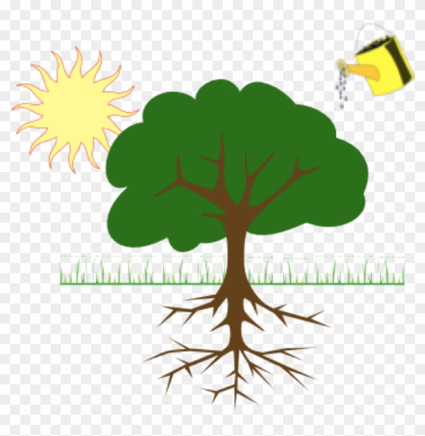 Diagram Showing Plant Growing From Water And Sunlight - Tree Clip Art #1054087