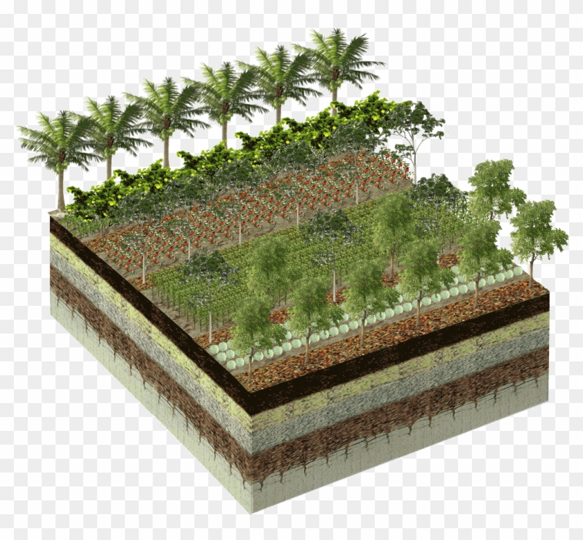 Soil Clipart Fertile Land - Palm Tree #1054090