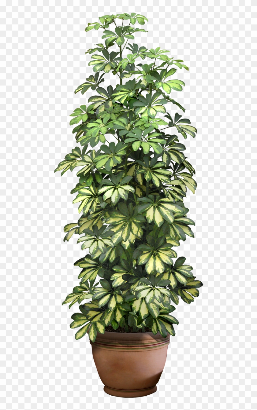 Plantas En Formato Png #1054119