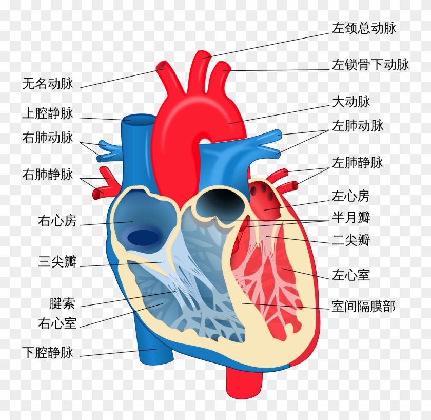 Heart Diagram Zh - Blue And Red Heart Diagram #1054303