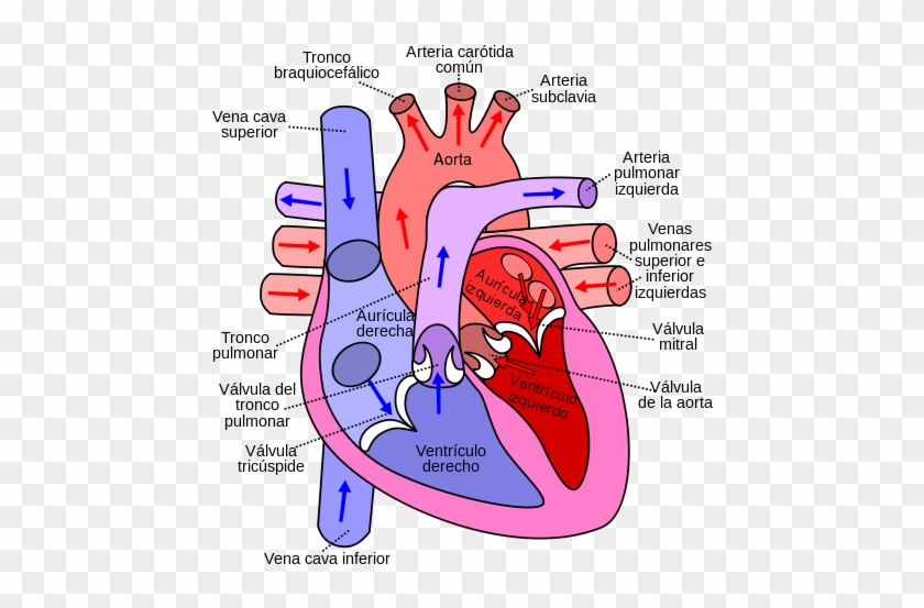 These arteries and their branches supply all parts of the heart muscle . Diagram Of The Human Heart Flow Of Blood Through The Heart Free Transparent Png Clipart Images Download