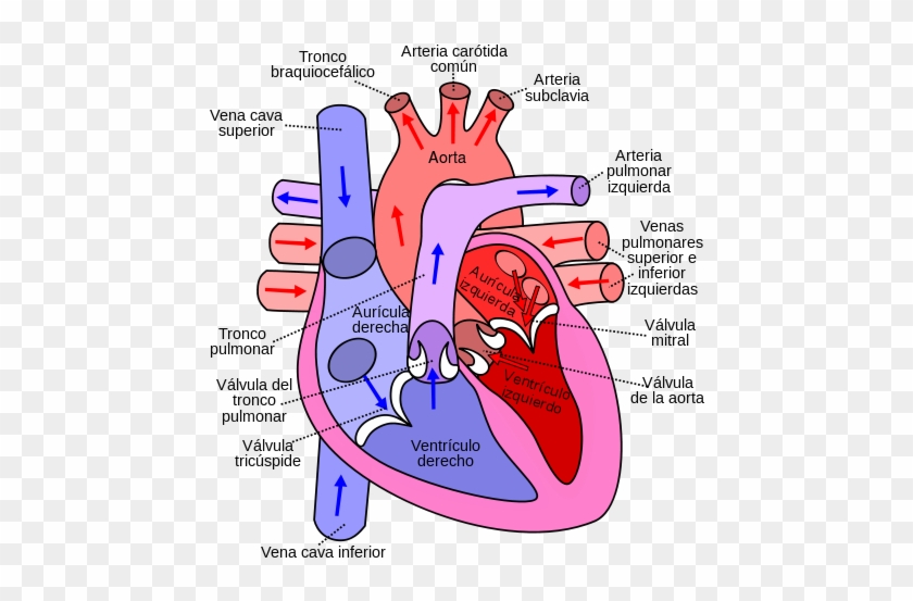 Diagram Of The Human Heart - Flow Of Blood Through The Heart #1054304