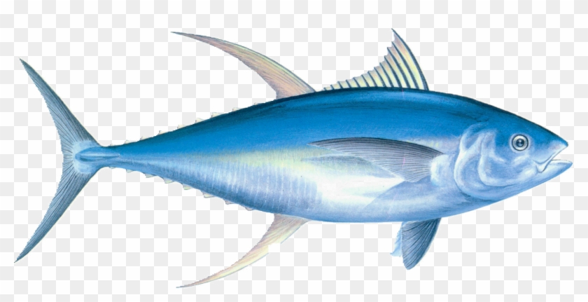 Nutrition From Fish & Sea Food - Yellow Fin Tuna #1054458