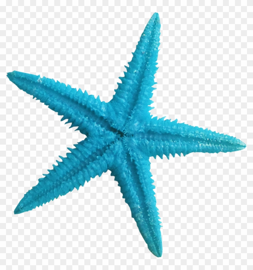 Starfish Blue Color Clip Art - Transparent Background Starfish Png #1055428
