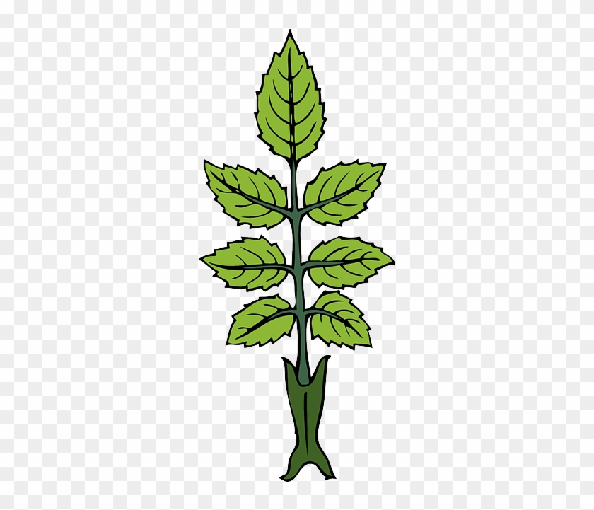 Green, Leaf, Rose, Branch, Tea, Wild, Leaves, Bush - Draw A Mint Plant #1055528