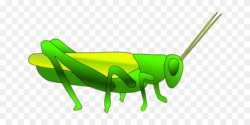 Grass Hopper Green Insect Grasshopper Jump - Cartoon Grasshopper #1056350