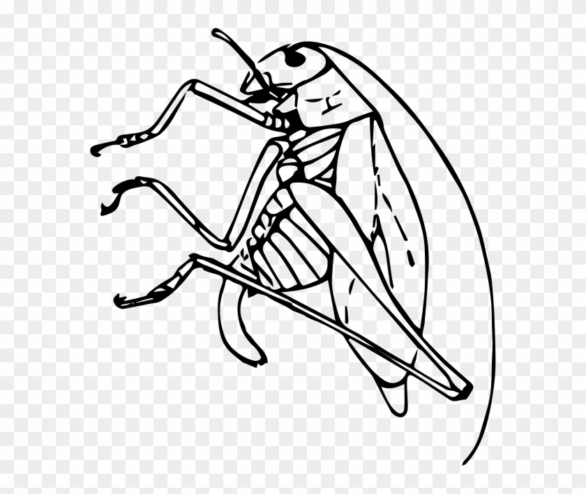 Public Domain Clip Art - Katydid Clipart Black And White #1056353