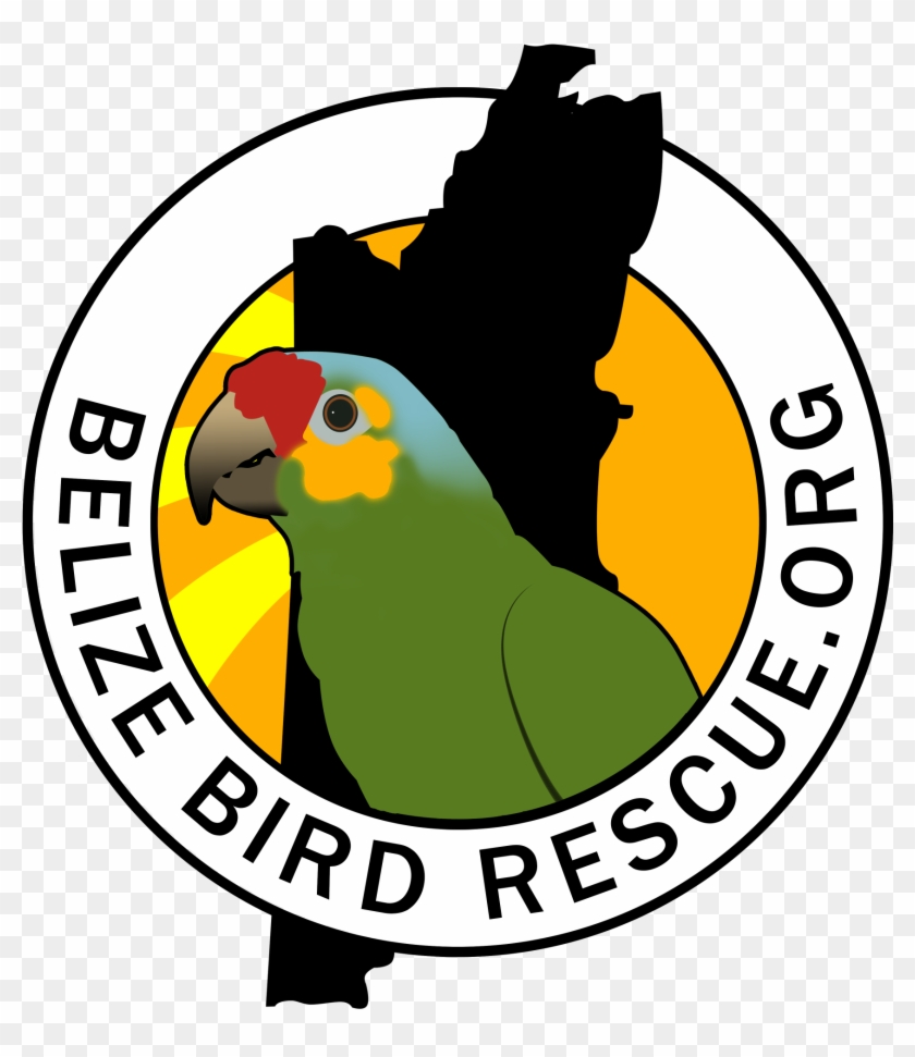 Belize Bird Rescue - Belize Bird Rescue #1056417
