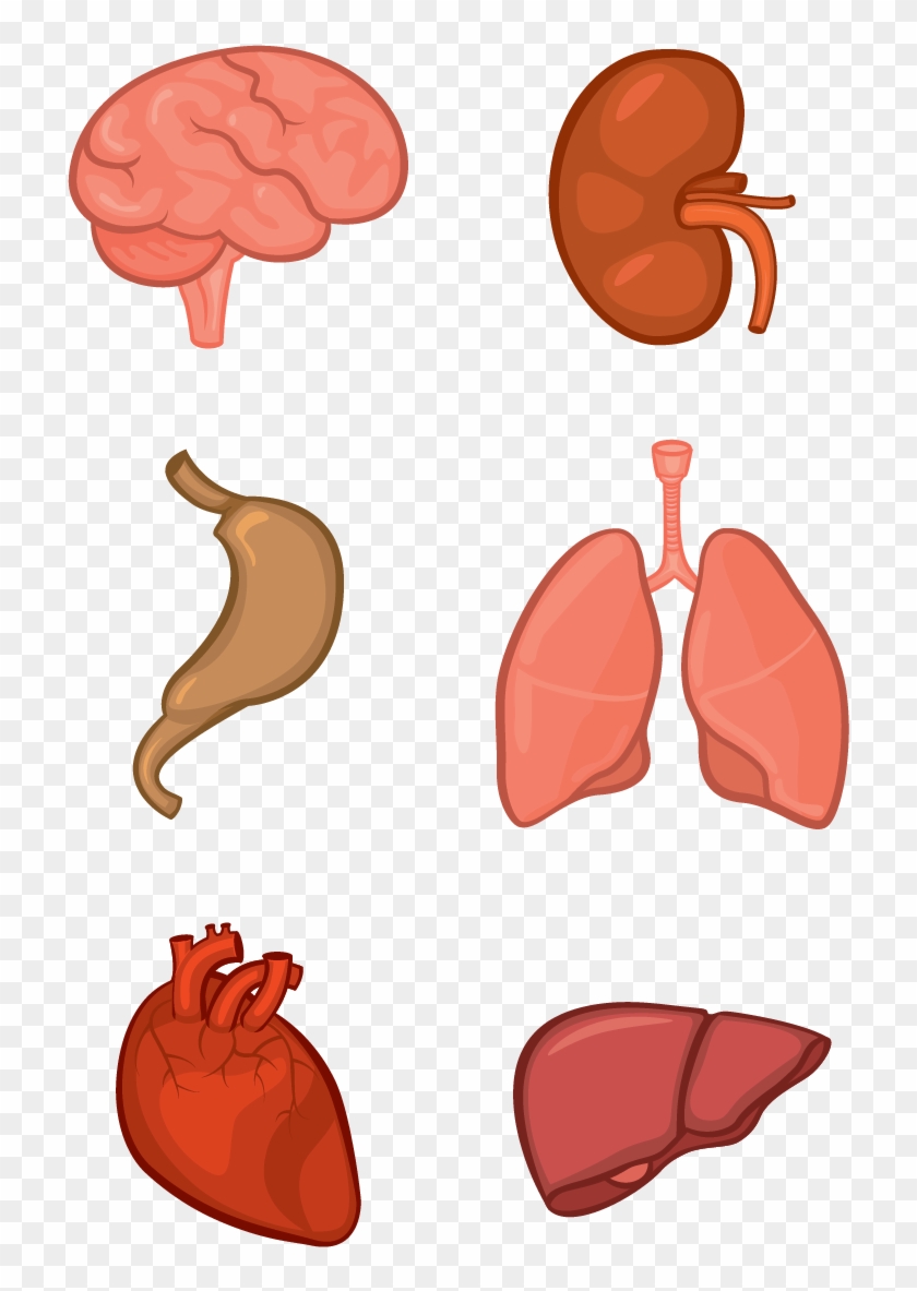 Organ System Human Body Anatomy Tissue - Png Clipart Organs #1057107