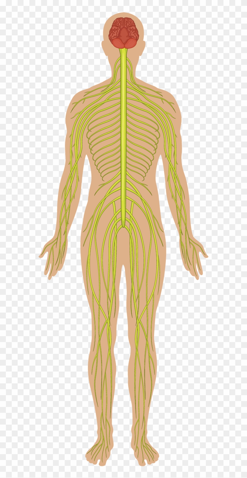 Nervous System - Organes Principaux Du Corps Humain #1057113
