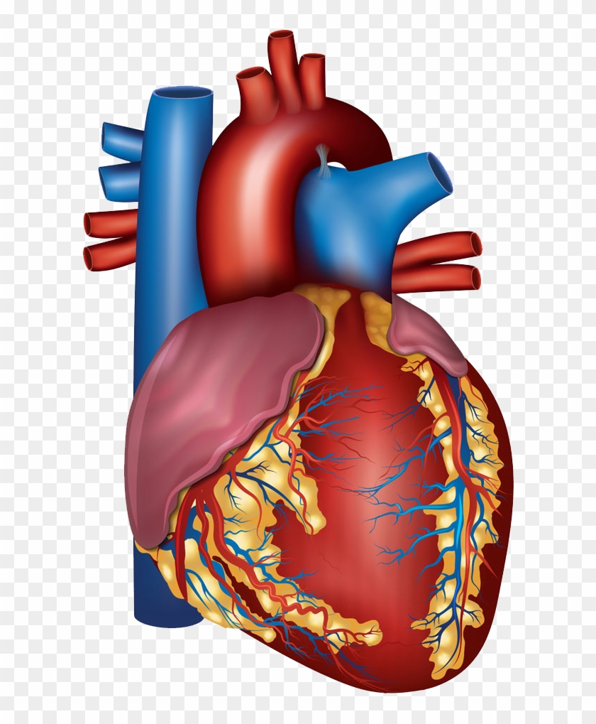 Blood Vessel Heart Circulatory System Artery Health - Sinus Rhythm #1057116