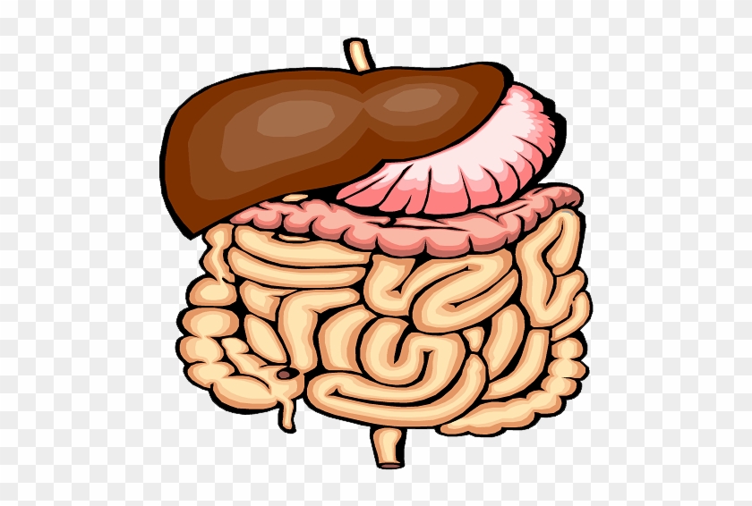 2 - Digestive System Png Transparent #1057151