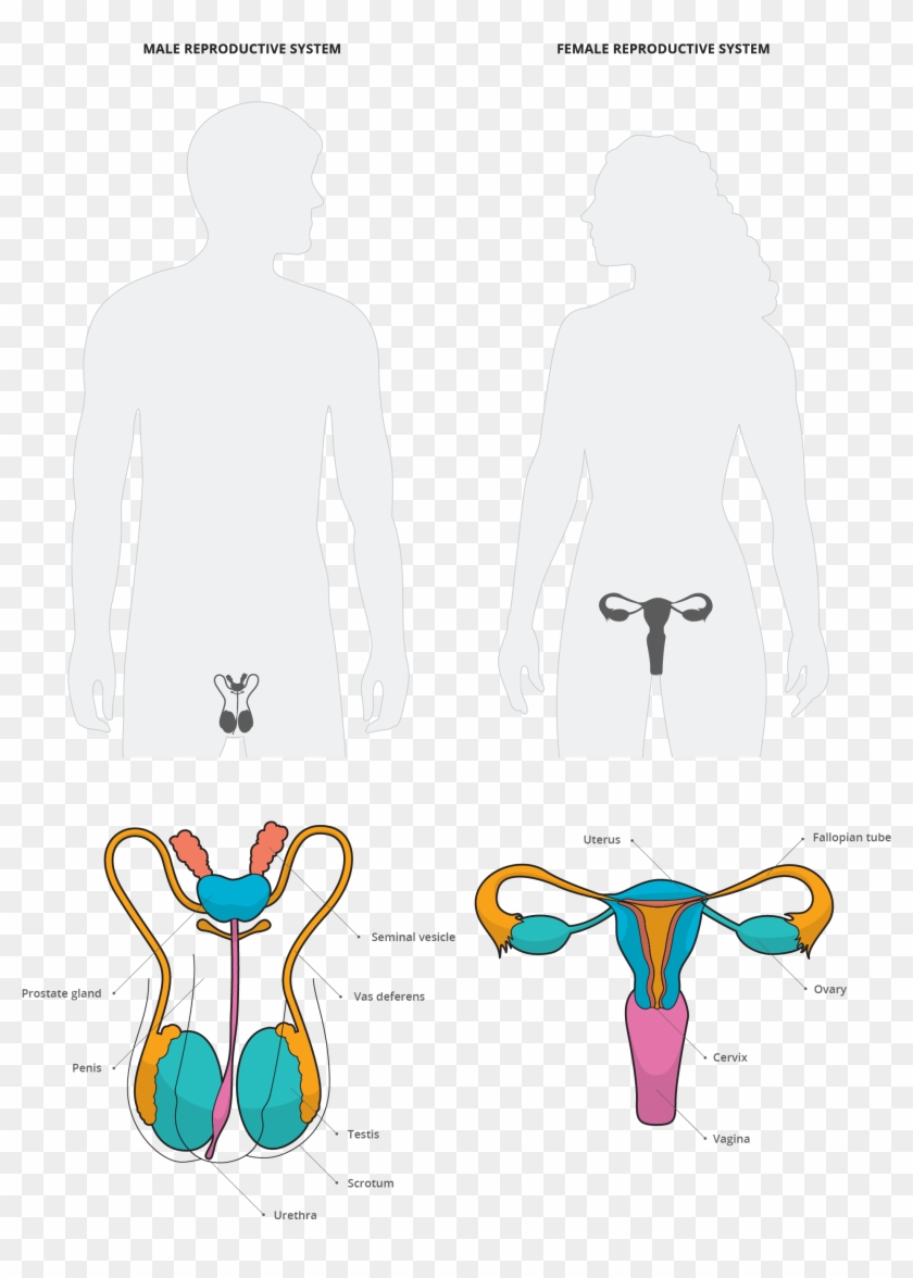 Reproductive System - Reproductive System #1057155