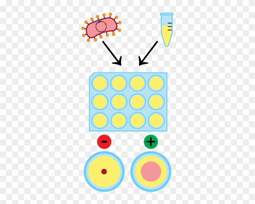 If The Goat Is Infected With Caev, Then The P28 Antibodies - Circle #1057185