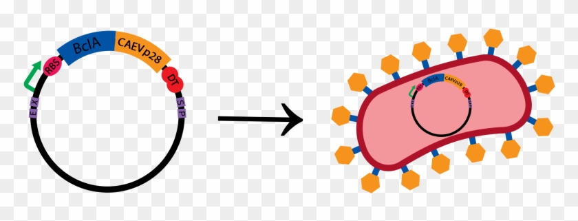 First, In The Lab, The Capsid Protein P28 Of Caev Is - Circle #1057188