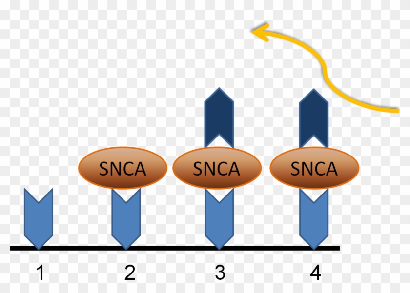 Overview Of Methods Adam10 Elisa - Overview Of Methods Adam10 Elisa #1057204