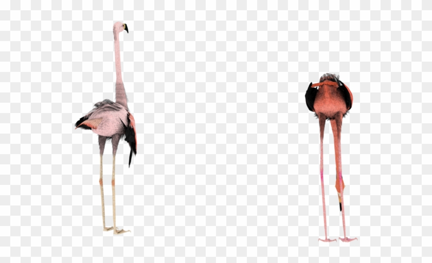 Silly Flamingo 3d Stock Png - Birds Images In Transfarant #1057388