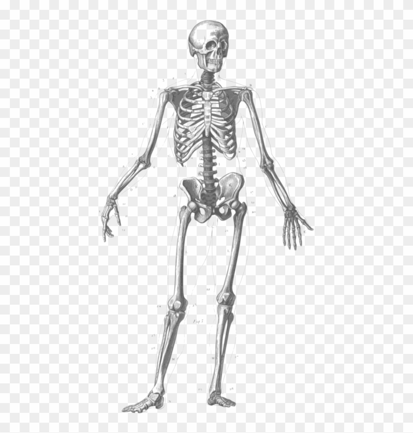Free Skeleton Clipart Black And White Images Free Download - Many Bones Are In The Human Body #1058308