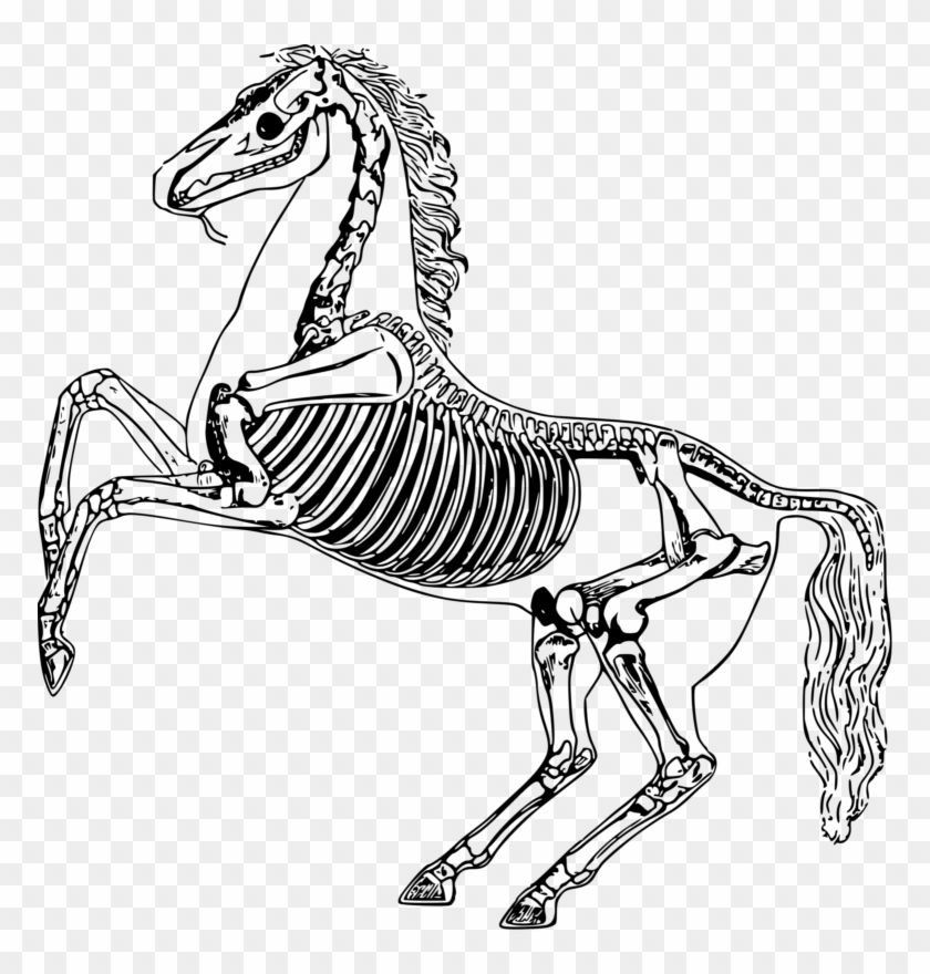 Free Skeleton Clipart Black And White Images Free Download - Horse Skeleton Drawing #1058312