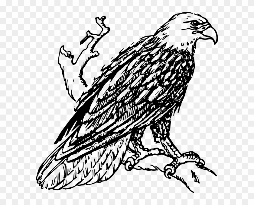 Bald Eagle - Outline Image Of Eagle #1058433