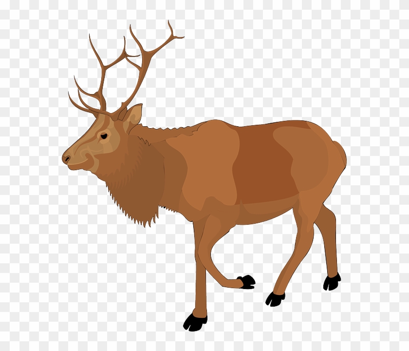 Color, Walking, Moose, Animal, Antlers - Real Reindeer Clipart #1059308