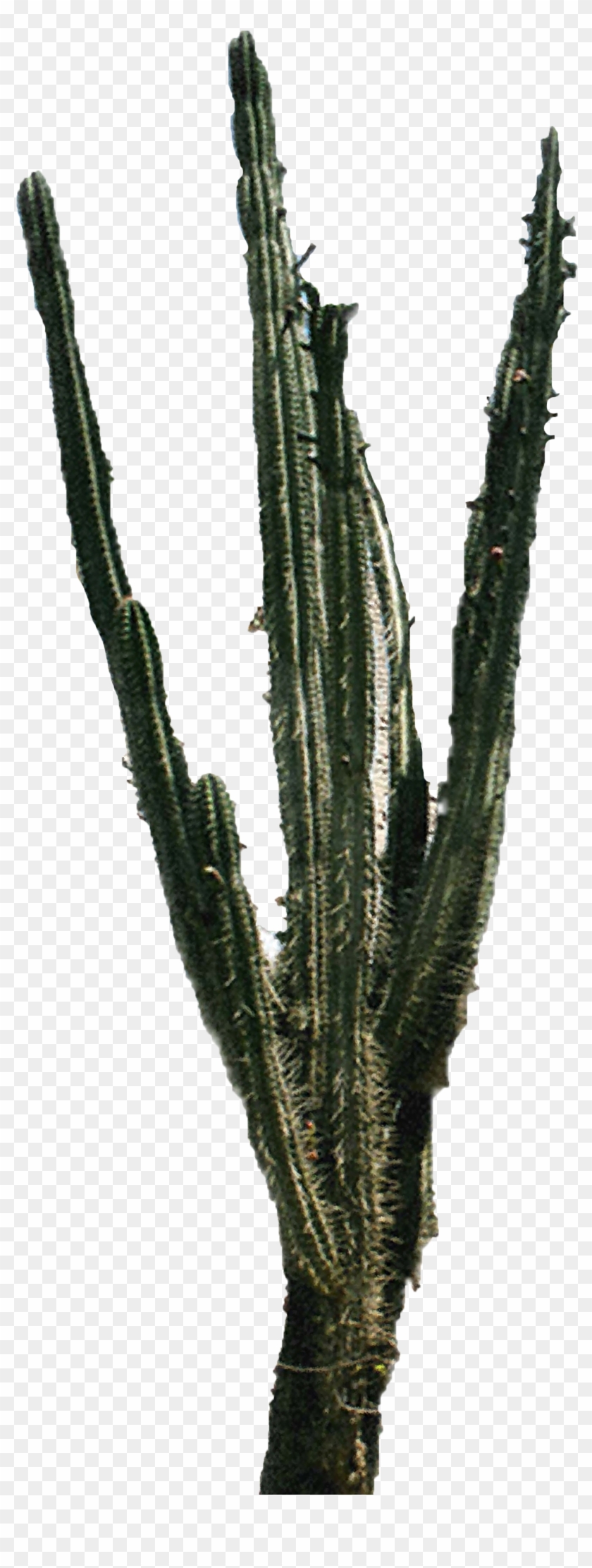 Download Free High-quality Cactus Png Transparent Images - Portable Network Graphics #1059760