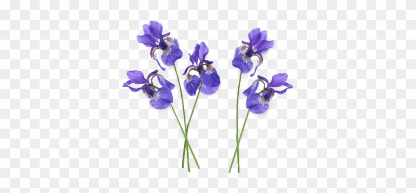 Petunia Clipart Tumblr Flower - Iris Transparent #1059899