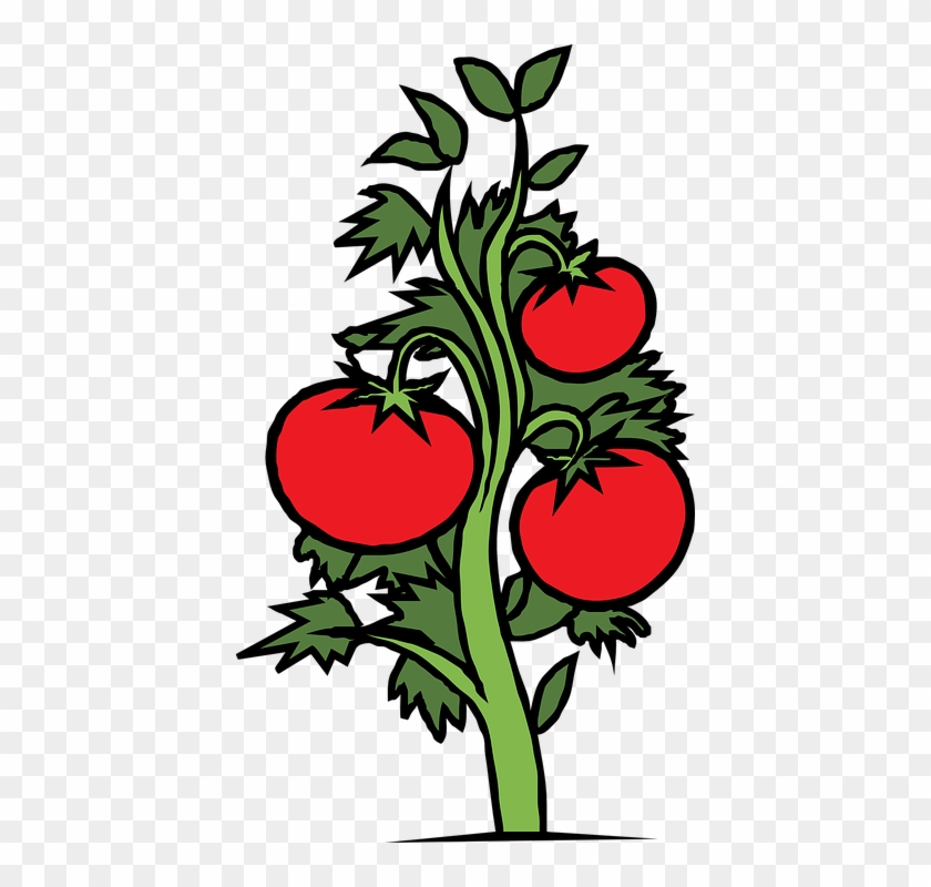 Free Gardening Clipart 16, Buy Clip Art - Tomato Plant Drawing #1061872