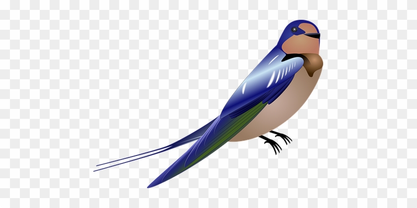 Swallow Bird Blue Wings Tail Perched Aves - Bülbül Clipart #1061948