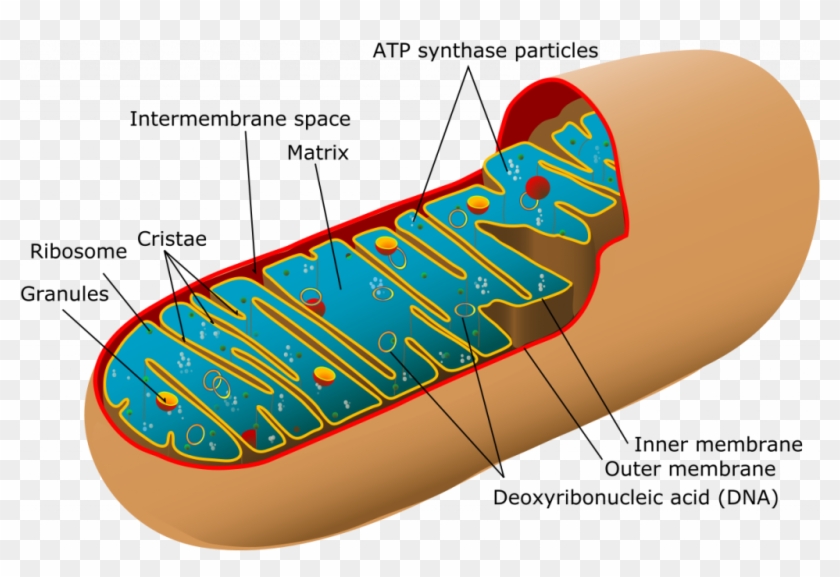 The Report Titled “mitochondrial Myopathies Market - Diagram Of A Mitochondria #1062392