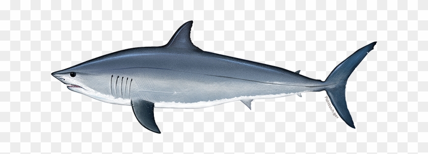 Grilled Spice-rubbed Shark - Shortfin Mako Shark Png #1062811