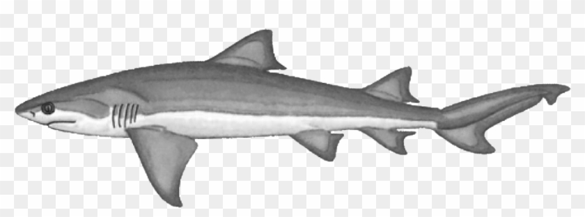 Lemon Shark Negaprion Brevirostris - Squaliformes #1062869