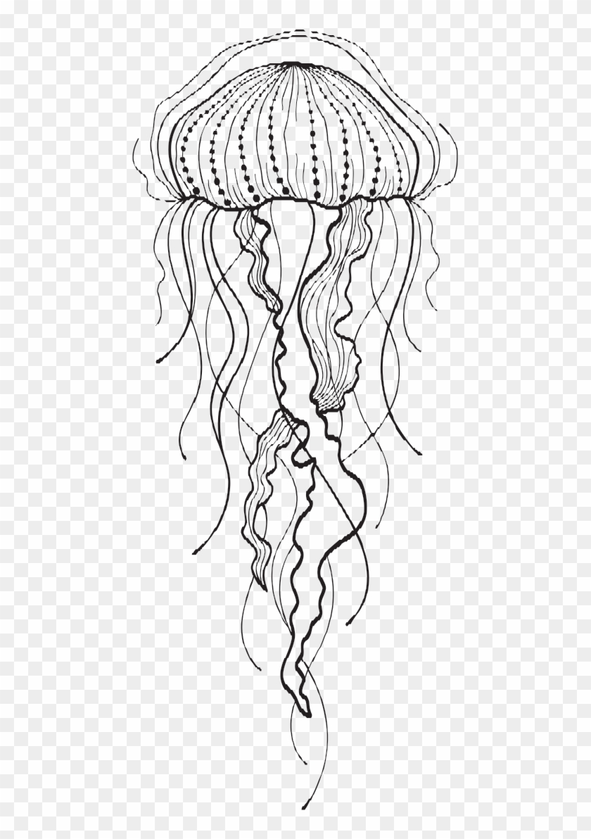 Jelly Fish Drawing At Getdrawings - Line Art #1063726
