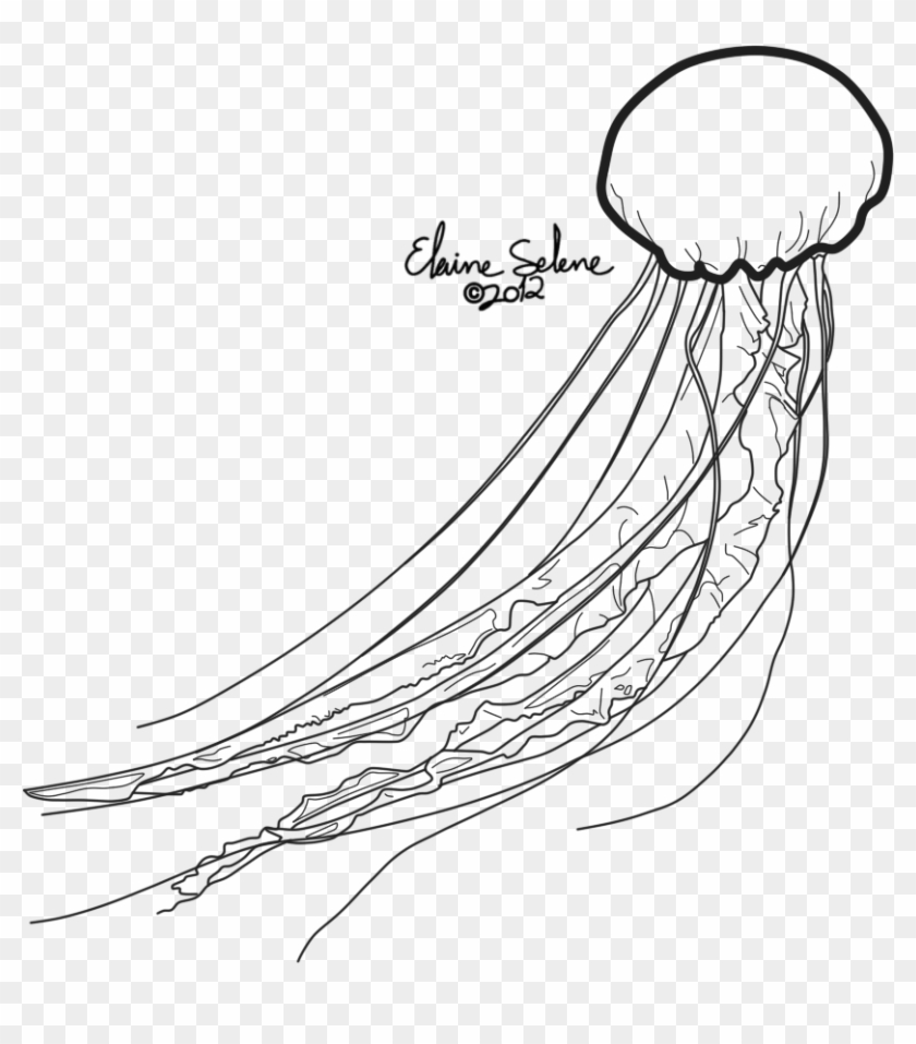 Drawn Jellies Draw A - Jellyfish Draw Png #1063735