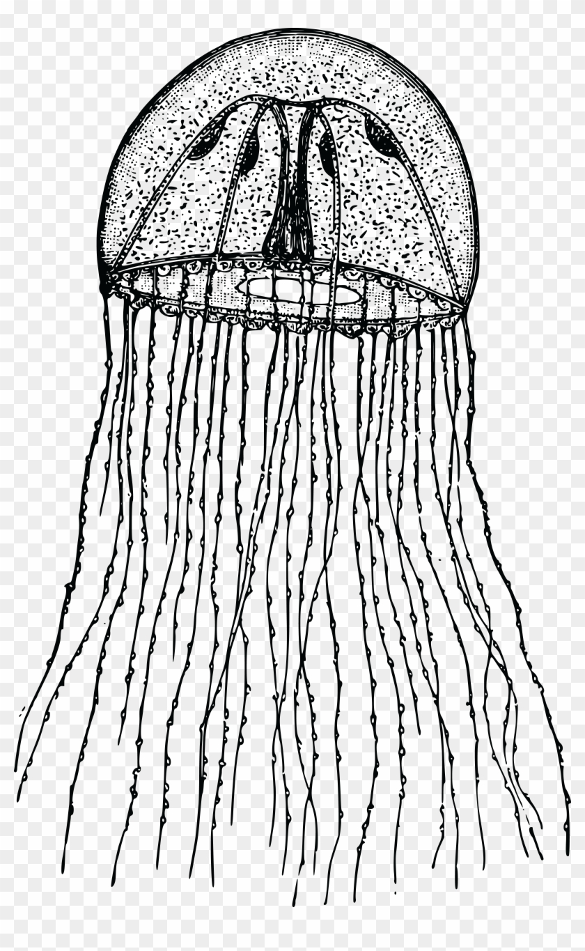 Free Clipart Of A Jellyfish - Hydrozoa Png #1063747