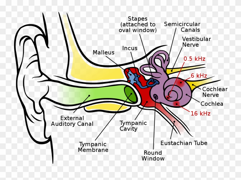 Ear Diagram Clip Art - Cochlea Of The Ear #182453