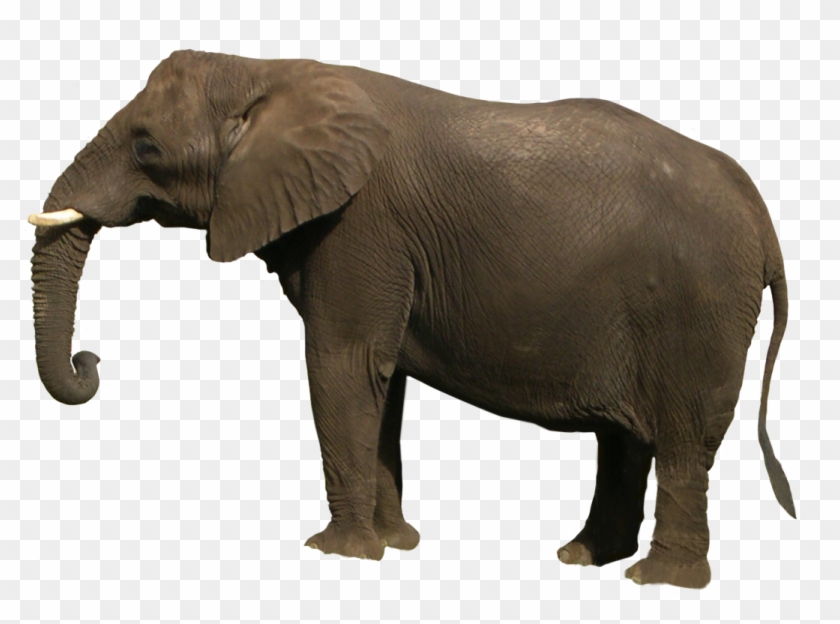 Elephant - Elephant Png #182489