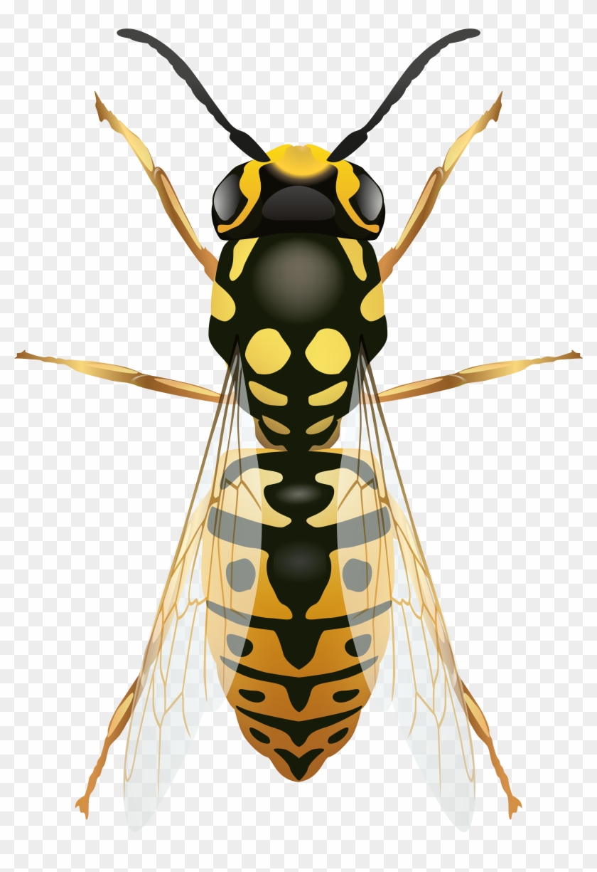 Wasp Png Clip Art - Clip Art #183392