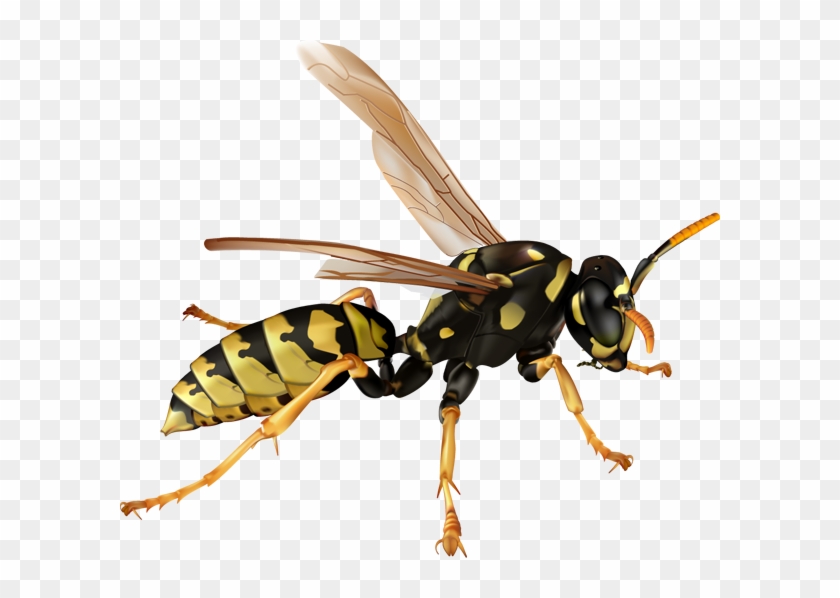 Hornet Bee Ant Wasp Clip Art - Hornet Bee Ant Wasp Clip Art #183409
