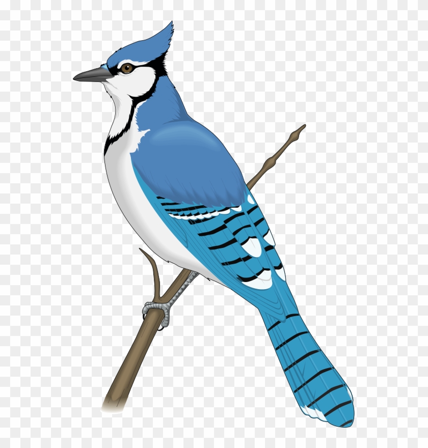 Free Vector Bird - Jay Bird Clip Art #184025