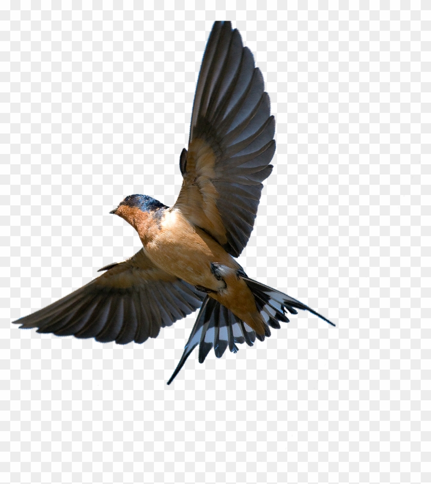 The Meaning And Symbolism Of The Word - Barn Swallow In Flight #184138