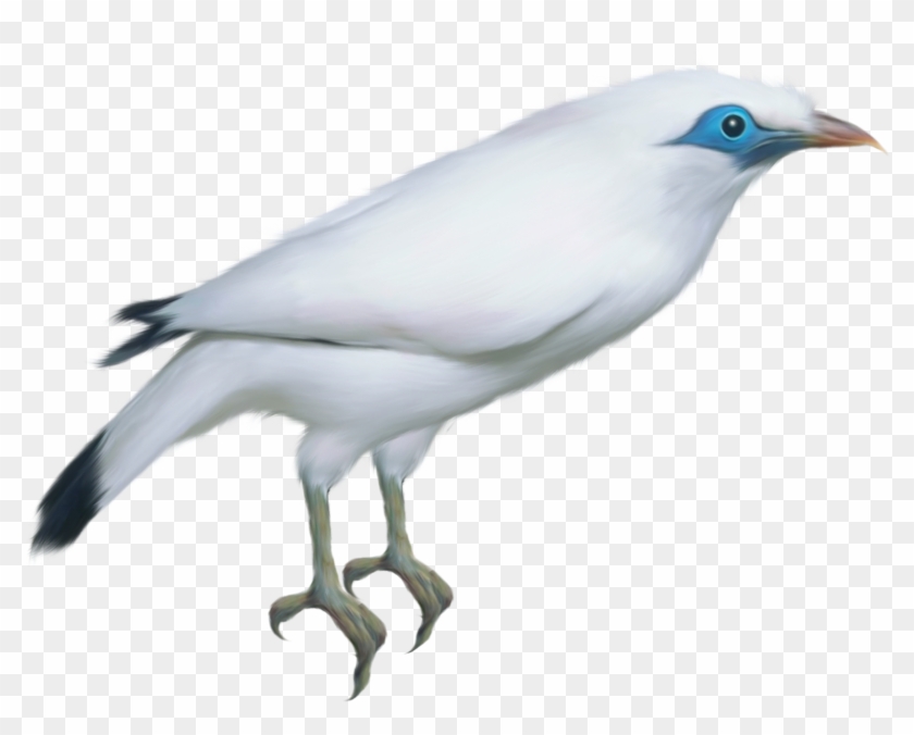White Bird Transparent Png Clipart Picture - Clip Art #184157