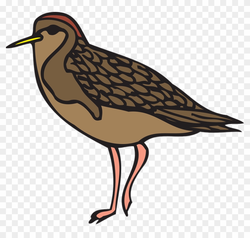 Sandpiper Bird, Style, Wings, Art, Animal, Feathers, - Sandpiper Clipart #184176