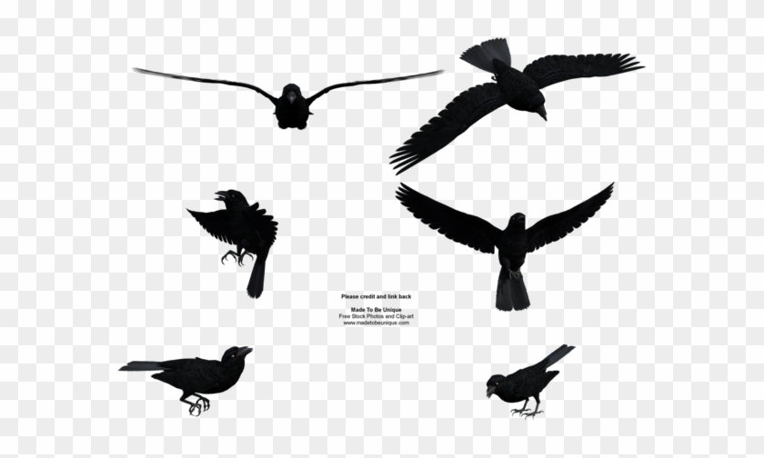 Madetobeunique 10 0 Free Stock Flying Black Raven By - Flight Raven Bird Silhouette #184252