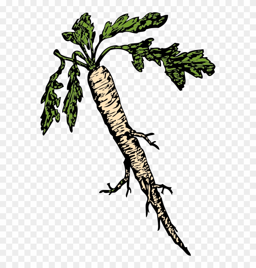 Download - Edible Roots Clipart #185149